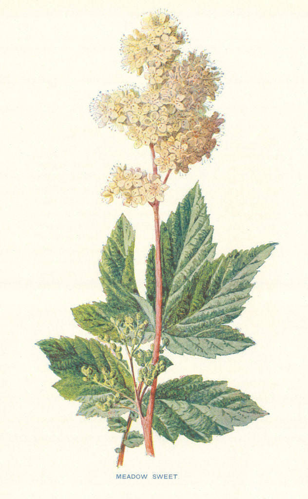 Meadow Sweet. Wild Flowers by Frederick Edward Hulme c1895 old antique print